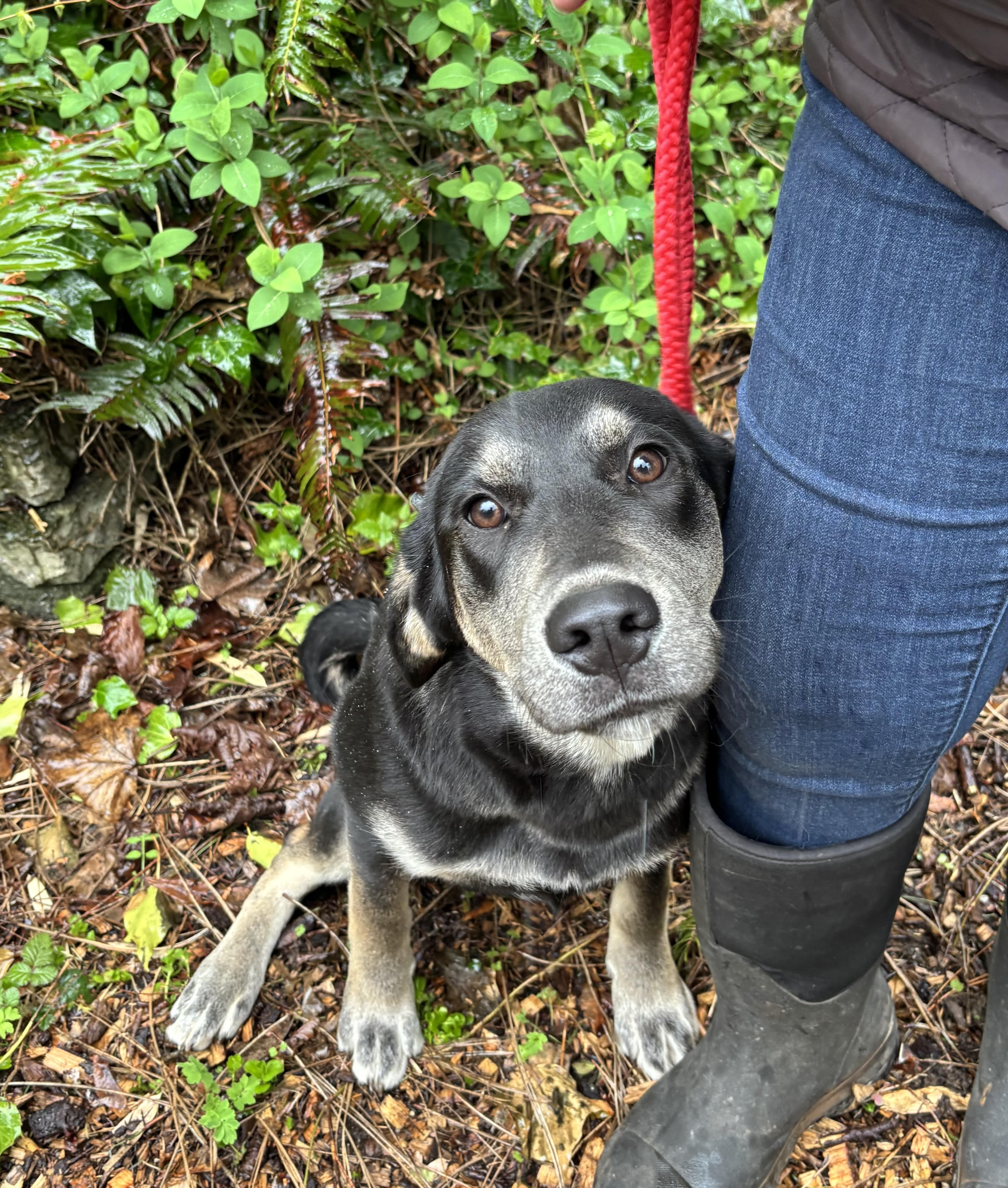Arthur, a Adoptable mixed breed in Snoqualmie, WA image 5/6