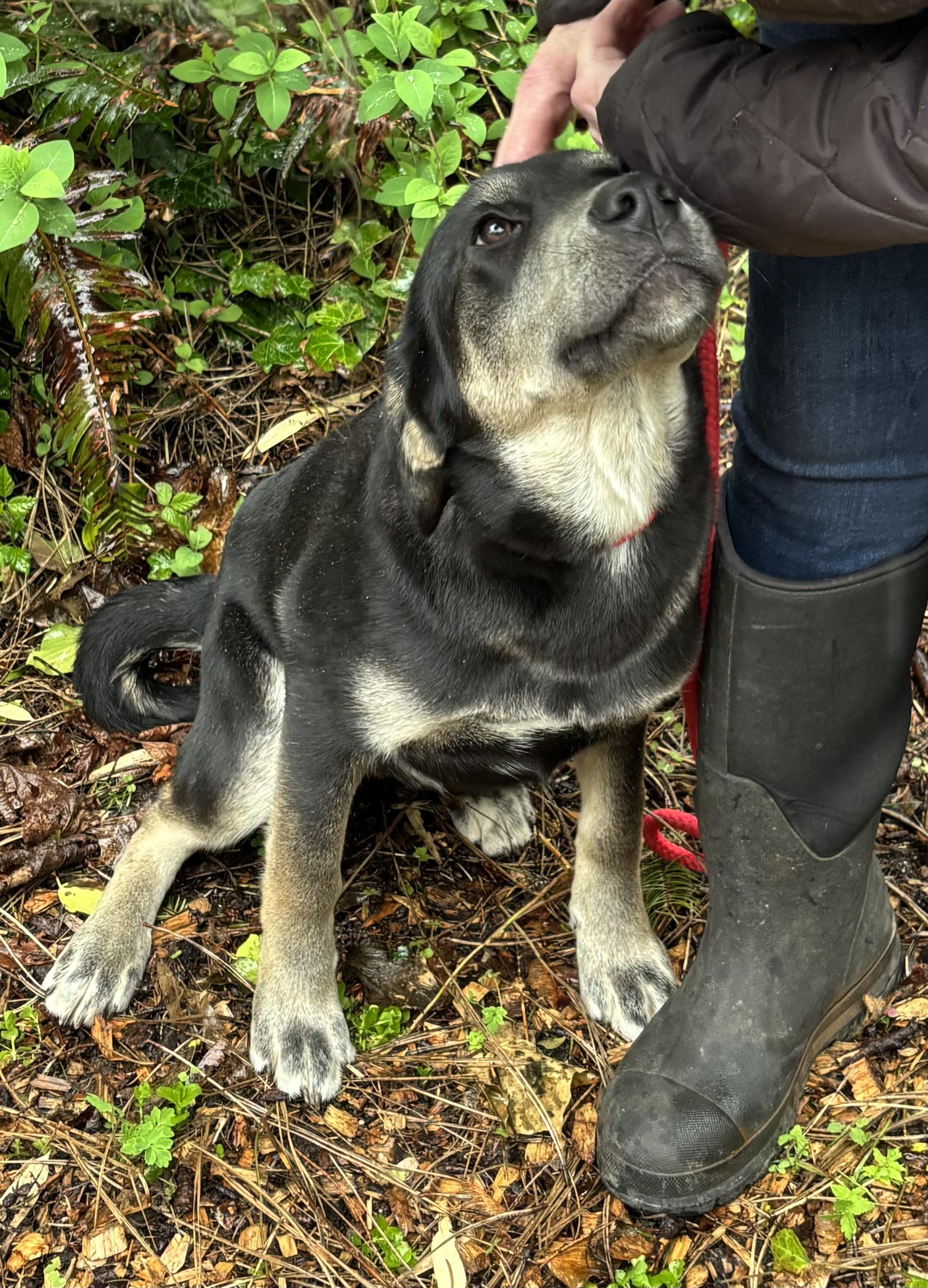 Arthur, a Adoptable mixed breed in Snoqualmie, WA image 6/6