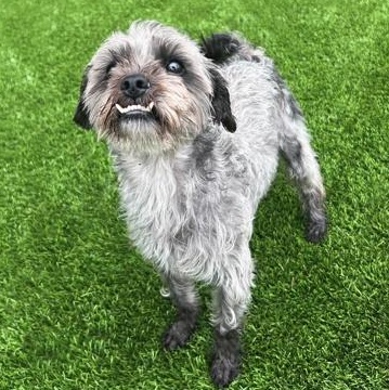 Enlarge Whiskey, a ADOPTABLE mixed breed in Anderson, SC image 3/3