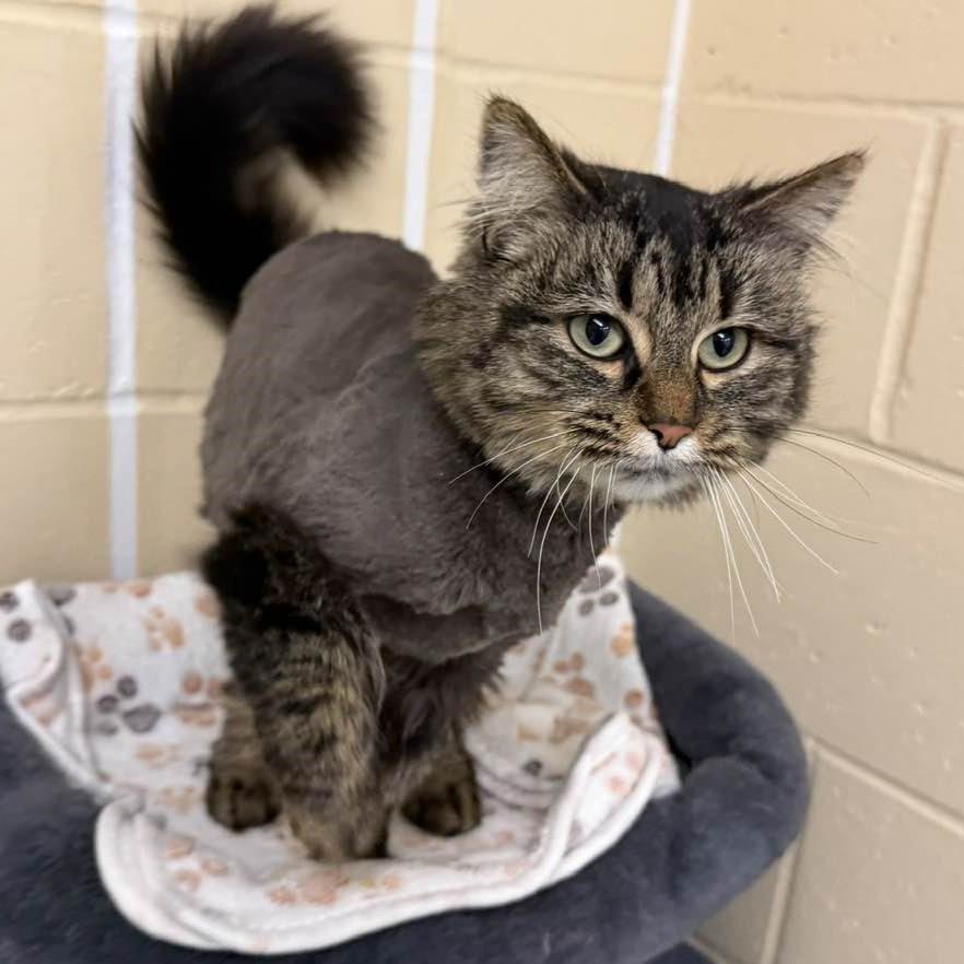 Enlarge Heidi, a Adoptable mixed breed in Columbia, IL image 3/4