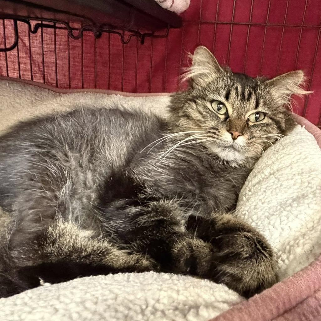 Enlarge Heidi, a Adoptable mixed breed in Columbia, IL image 1/2