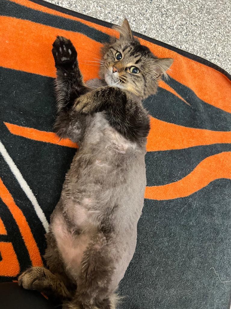 Enlarge Heidi, a Adoptable mixed breed in Columbia, IL image 4/4