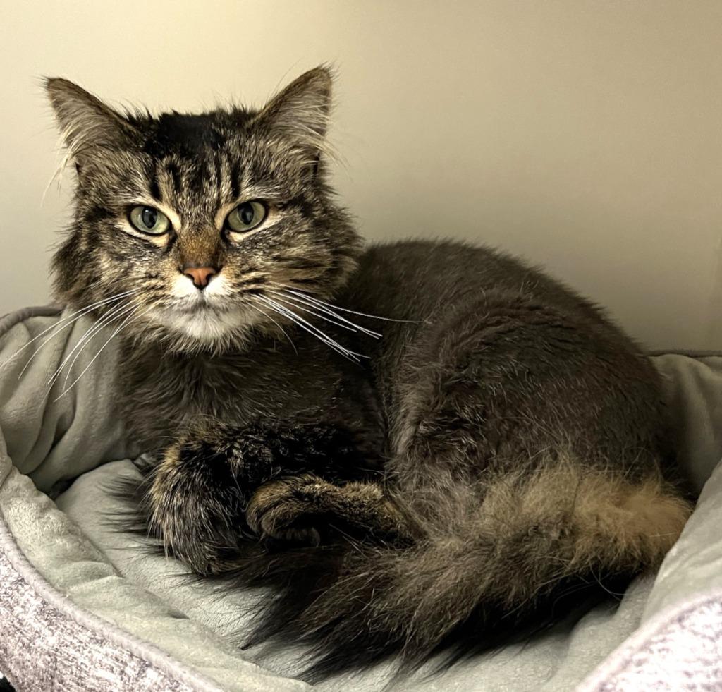 Heidi, Adoptable, Adult Female Domestic Long Hair.