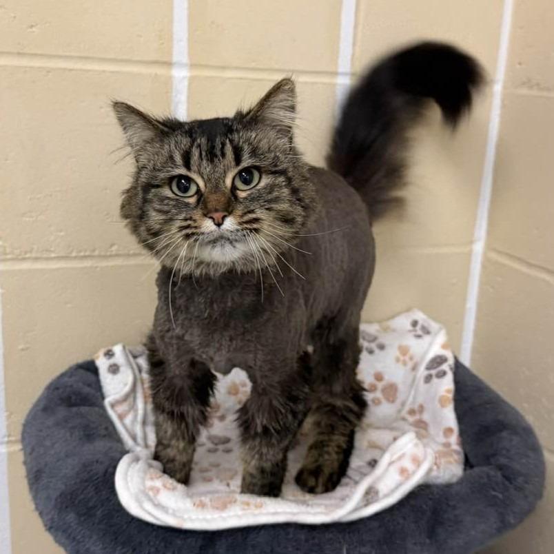 Enlarge Heidi, a Adoptable mixed breed in Columbia, IL image 2/4