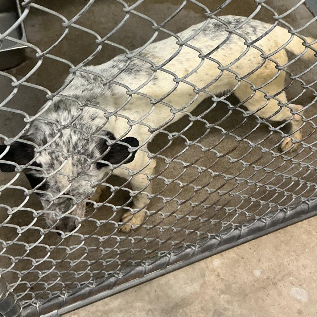 Sophie, Adoptable, Adult Female Mixed Breed & Mixed Breed.