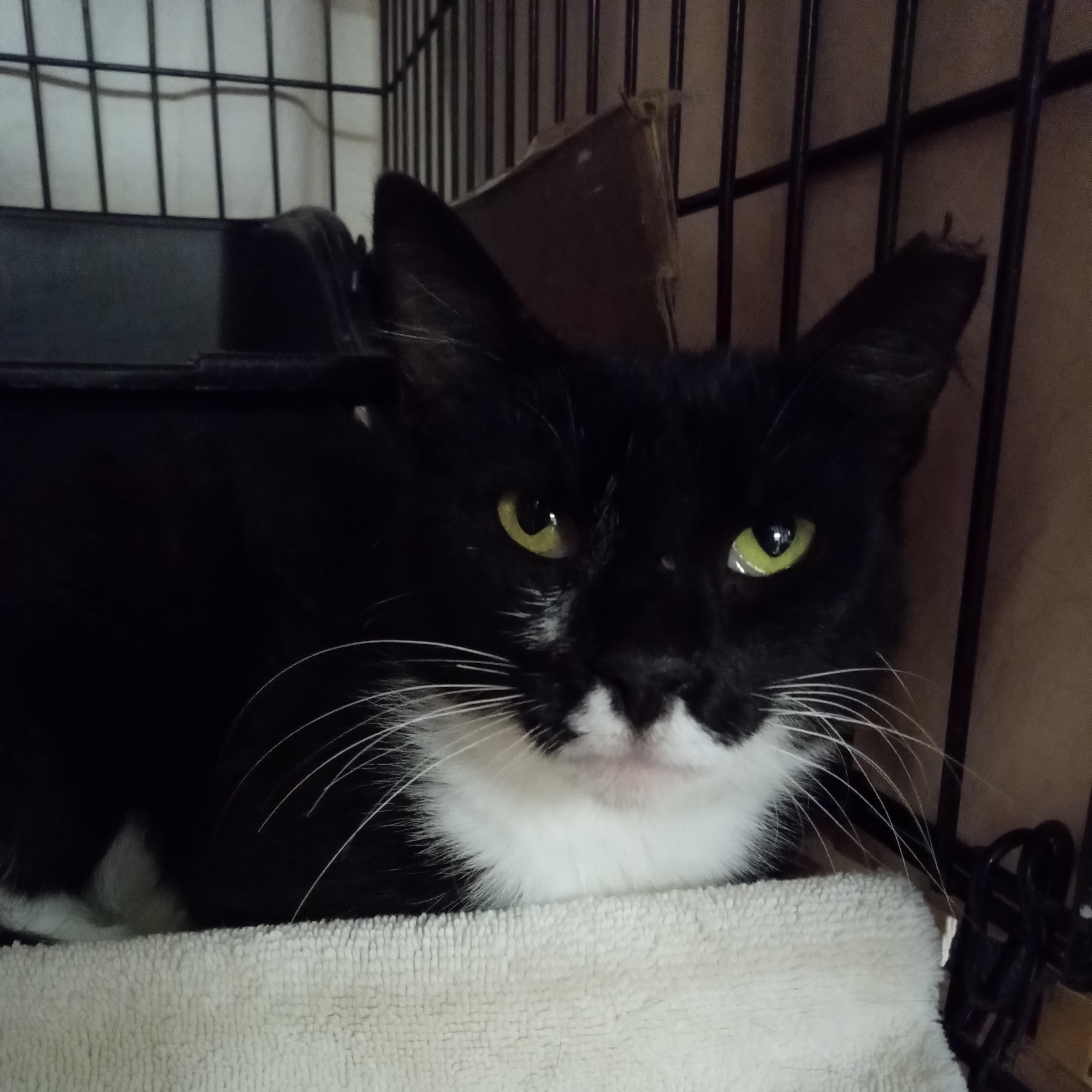 Cricket, a Adoptable Domestic Short Hair in Lemoyne, PA image 2/3