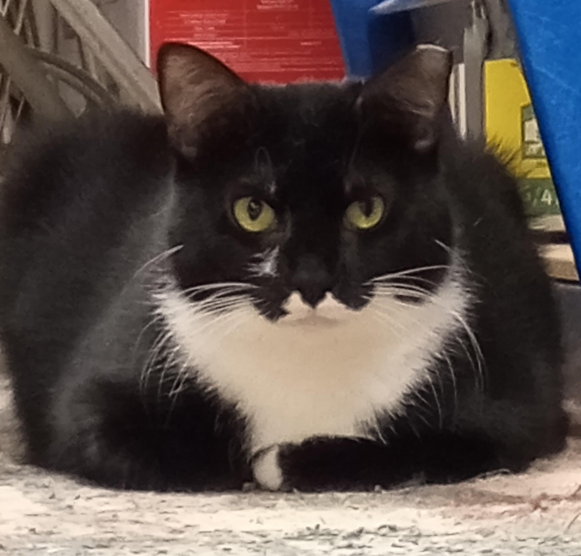 Cricket, Adoptable, Young Female Domestic Short Hair.