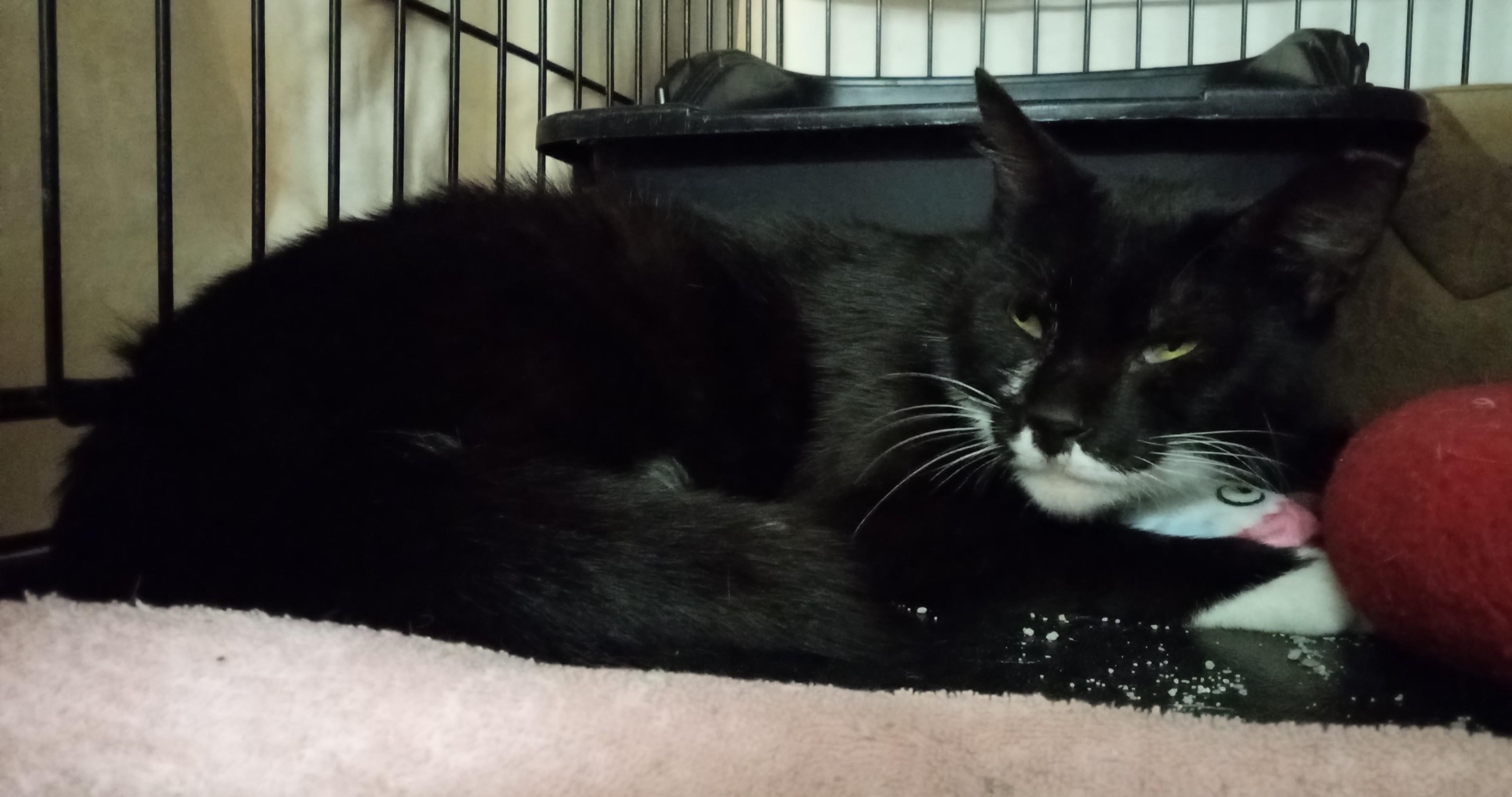 Cricket, a Adoptable Domestic Short Hair in Lemoyne, PA image 3/3