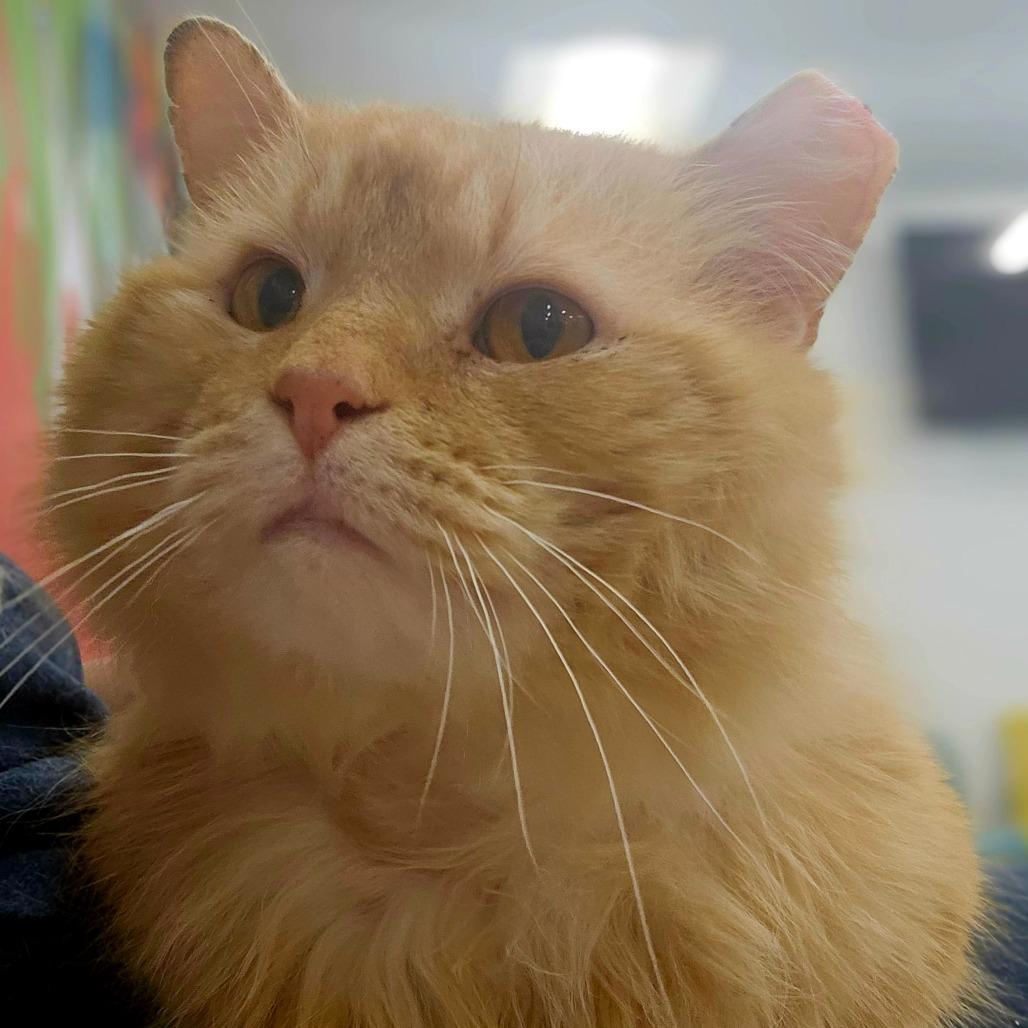 Gold Plate Scraper, Adoptable, Adult Male Domestic Medium Hair.