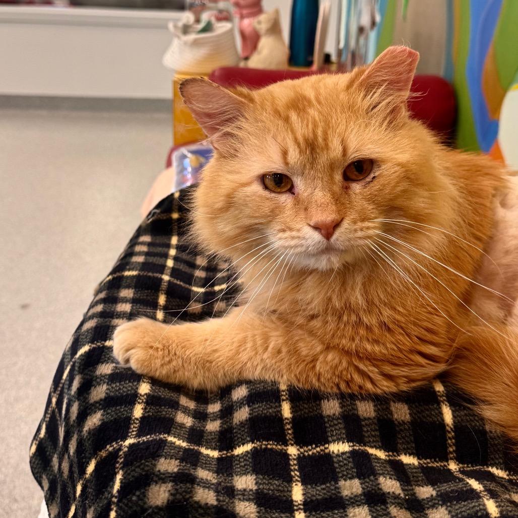 Enlarge Gold Plate Scraper, a Adoptable Domestic Medium Hair in Wheeling, IL image 2/6