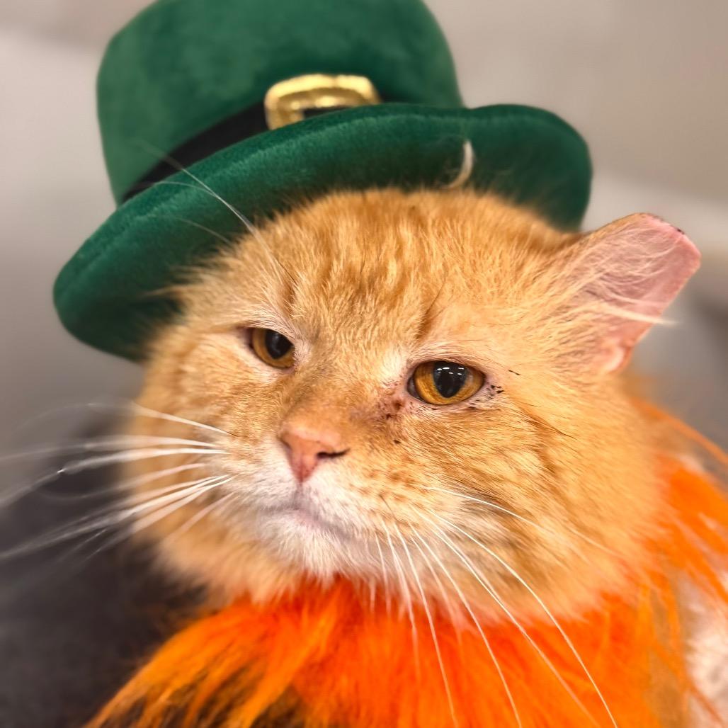 Enlarge Gold Plate Scraper, a Adoptable Domestic Medium Hair in Wheeling, IL image 3/6