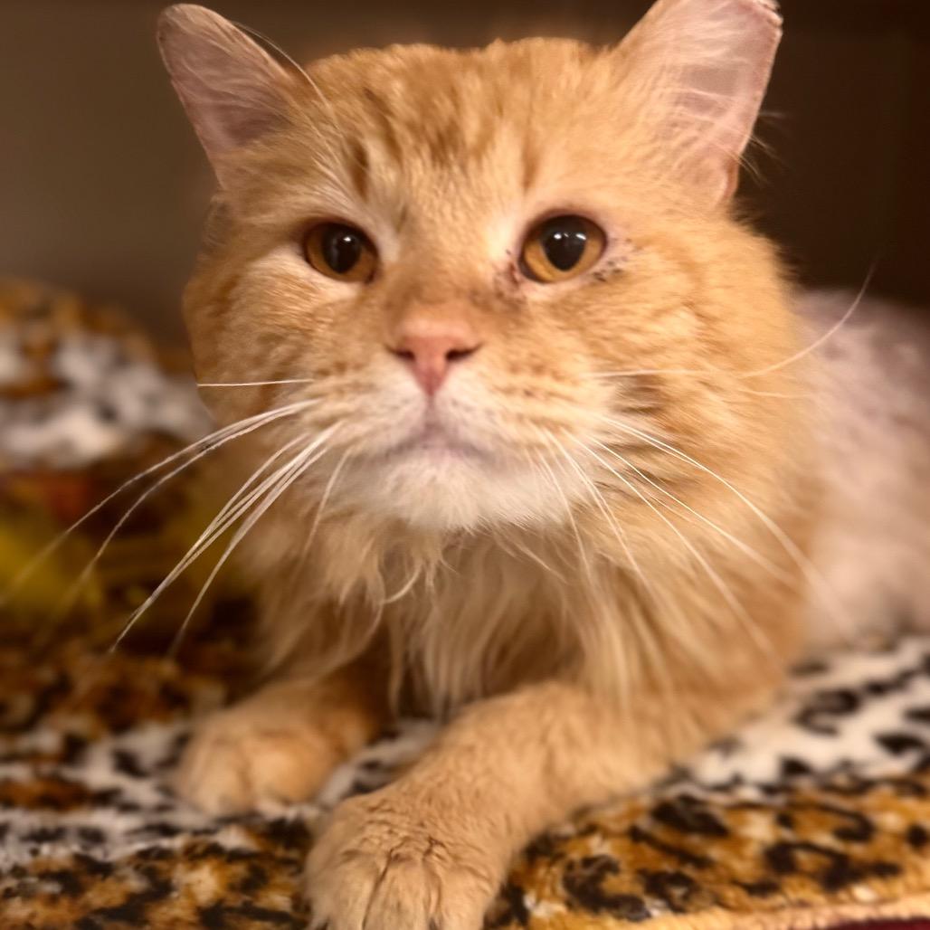 Enlarge Gold Plate Scraper, a Adoptable Domestic Medium Hair in Wheeling, IL image 4/6