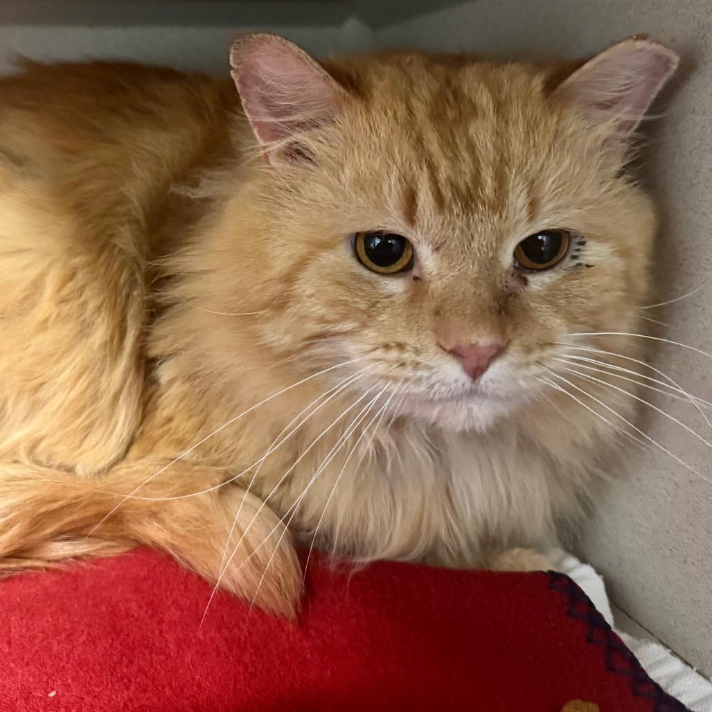 Enlarge Gold Plate Scraper, a Adoptable Domestic Medium Hair in Wheeling, IL image 5/6