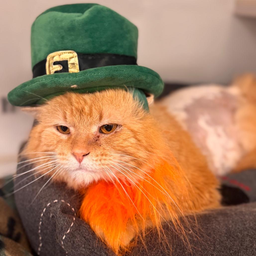 Enlarge Gold Plate Scraper, a Adoptable Domestic Medium Hair in Wheeling, IL image 6/6