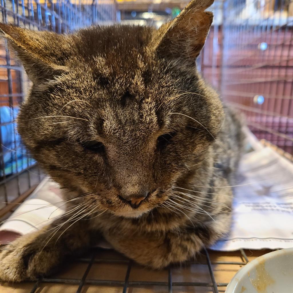 Magnus, Adoptable, Senior Male Domestic Short Hair.