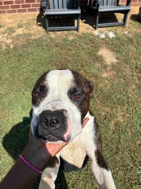 Jack, Adoptable, Young Male American Staffordshire Terrier & Mixed Breed.