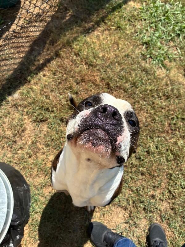Enlarge Jack, a Adoptable mixed breed in Disputanta, VA image 2/4