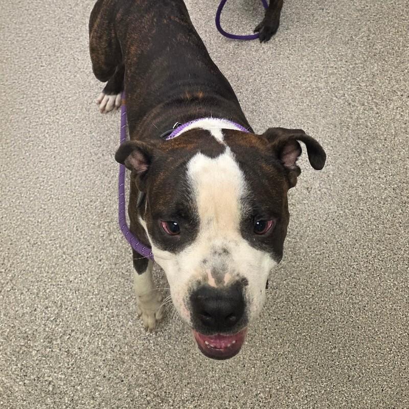 Enlarge Jack, a Adoptable mixed breed in Disputanta, VA image 3/4