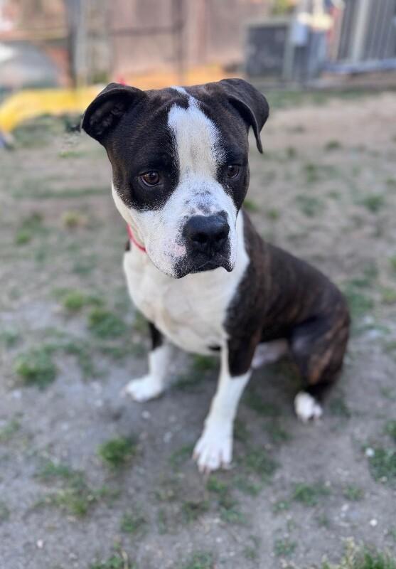 Enlarge Jack, a Adoptable mixed breed in Disputanta, VA image 1/1