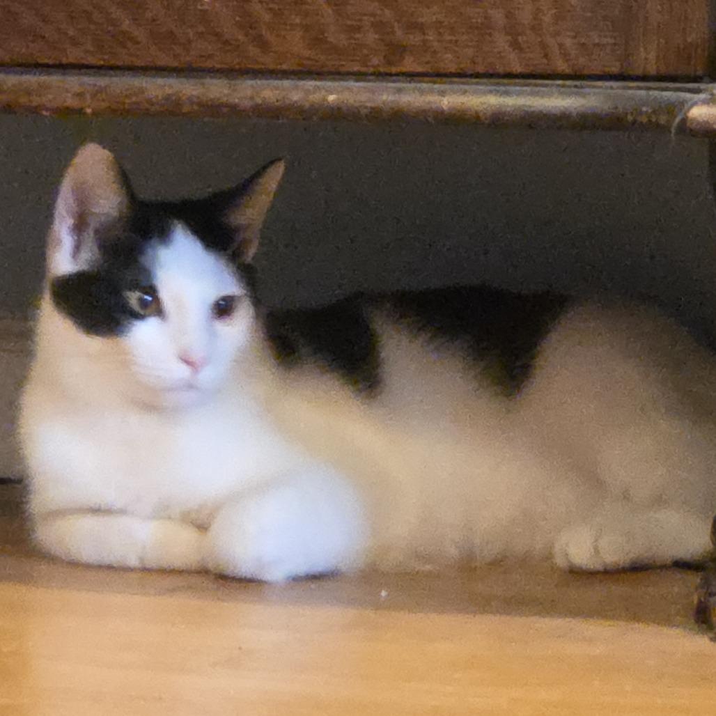 Carter- $25 Bissell Sponsored Adoption Fee!, Adoptable, Young Male Domestic Short Hair.