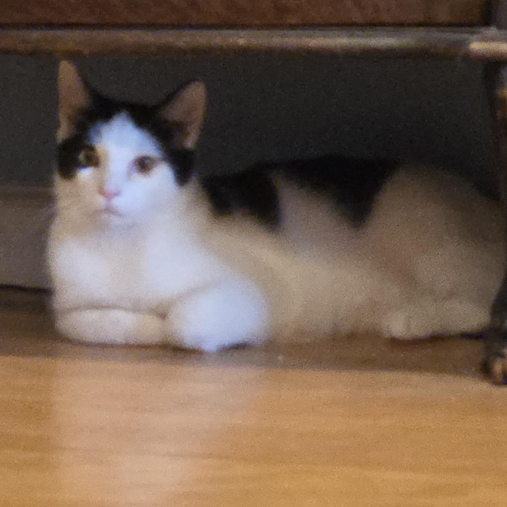 Carter- $25 Bissell Sponsored Adoption Fee!, a Adoptable Domestic Short Hair in Staten Island, NY image 2/6