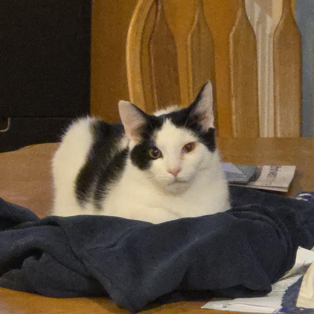 Carter- $25 Bissell Sponsored Adoption Fee!, a Adoptable Domestic Short Hair in Staten Island, NY image 3/6