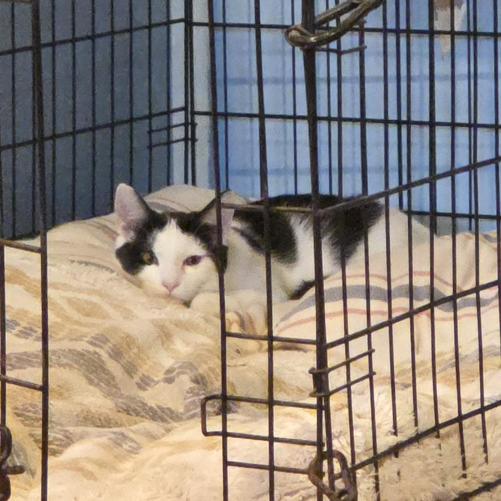 Carter- $25 Bissell Sponsored Adoption Fee!, a Adoptable Domestic Short Hair in Staten Island, NY image 4/6