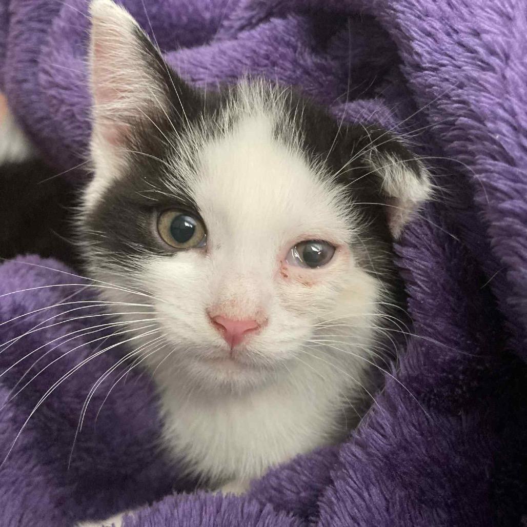 Carter- $25 Bissell Sponsored Adoption Fee!, a Adoptable Domestic Short Hair in Staten Island, NY image 5/6