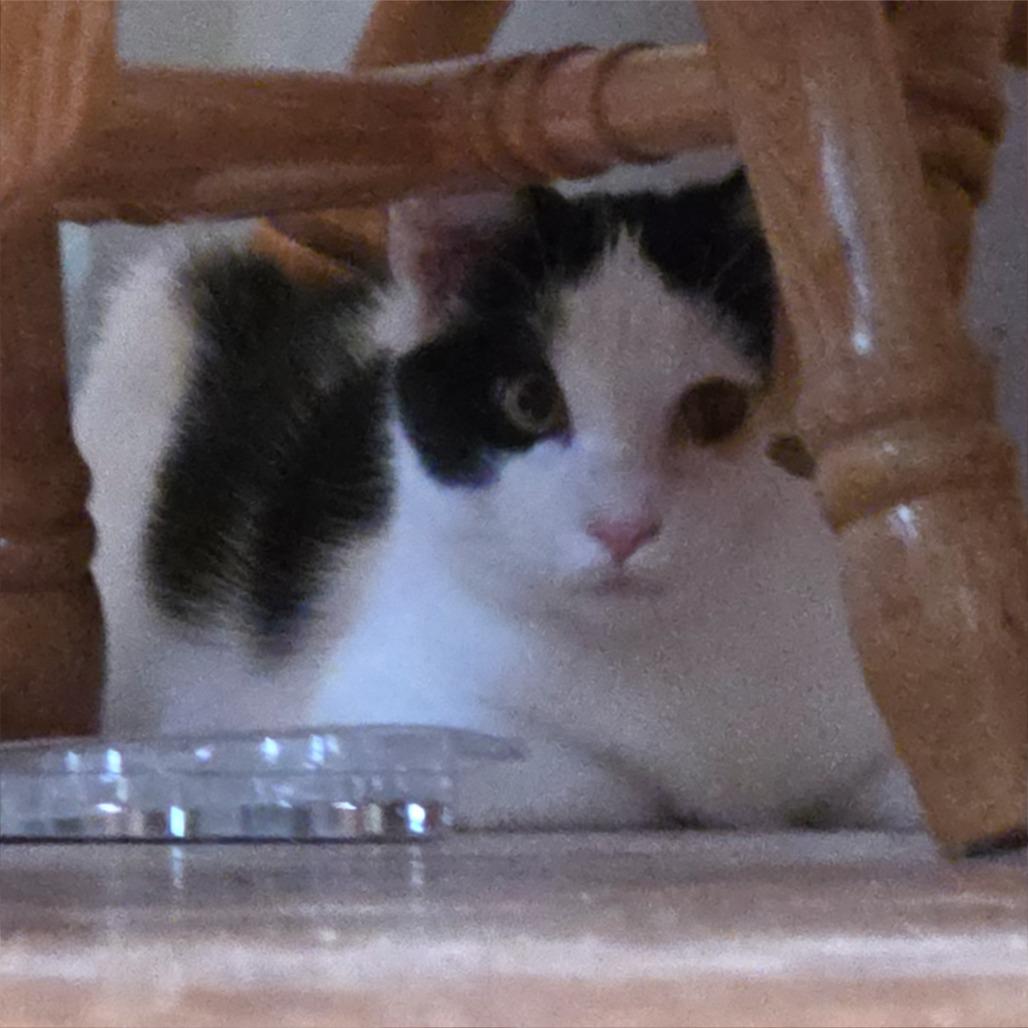 Carter- $25 Bissell Sponsored Adoption Fee!, a Adoptable Domestic Short Hair in Staten Island, NY image 6/6