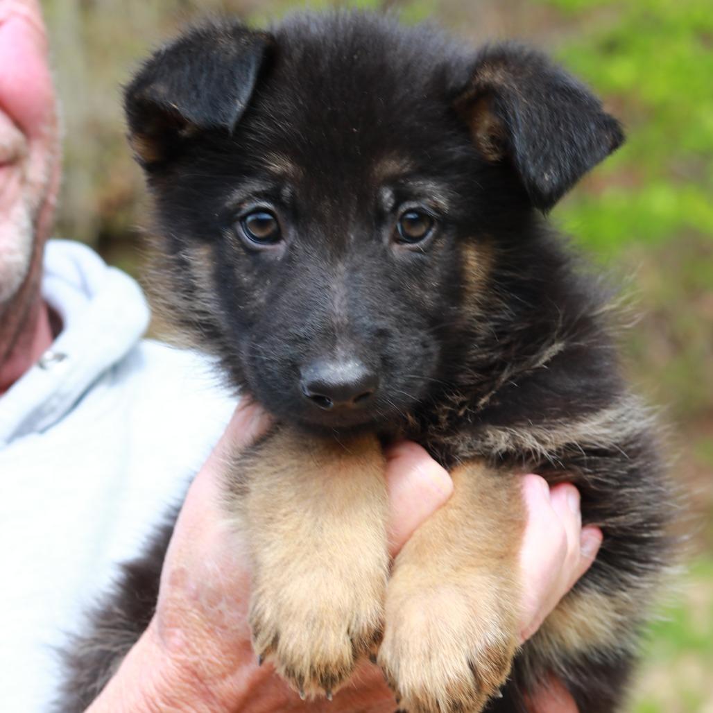 Enlarge CT Redwood avail May 16, a Adoptable mixed breed in Stormville, NY image 1/4