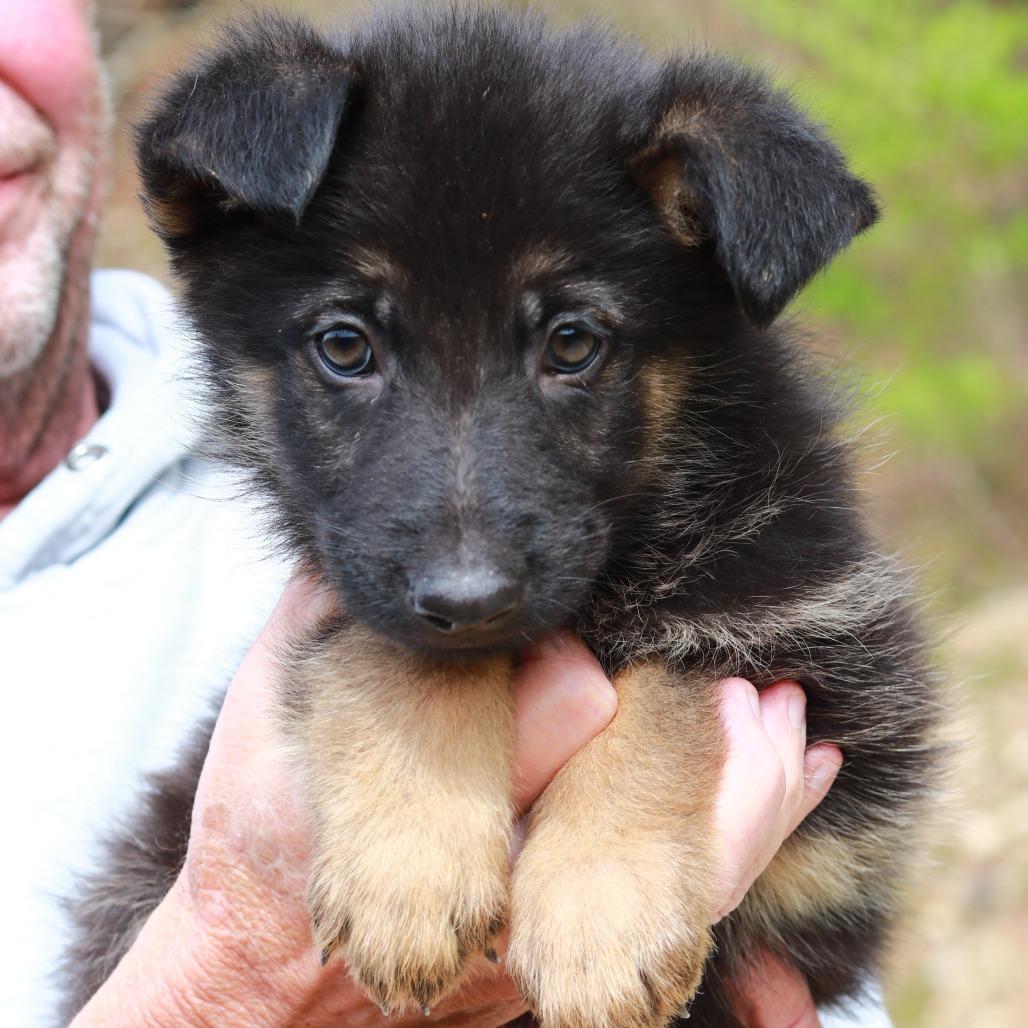Enlarge CT Redwood avail May 16, a Adoptable mixed breed in Stormville, NY image 2/4