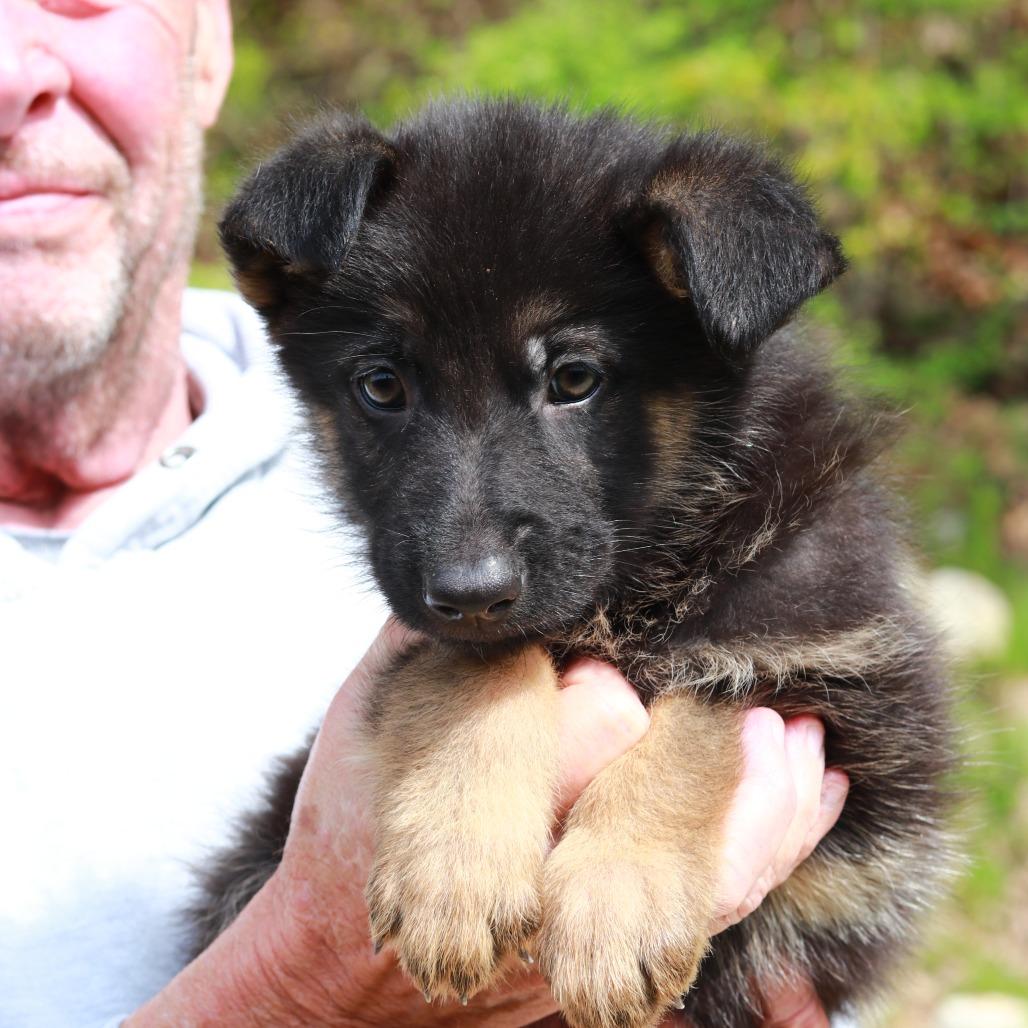 Enlarge CT Redwood avail May 16, a Adoptable mixed breed in Stormville, NY image 3/4