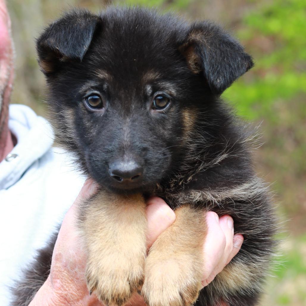 Enlarge CT Redwood avail May 16, a Adoptable mixed breed in Stormville, NY image 4/4