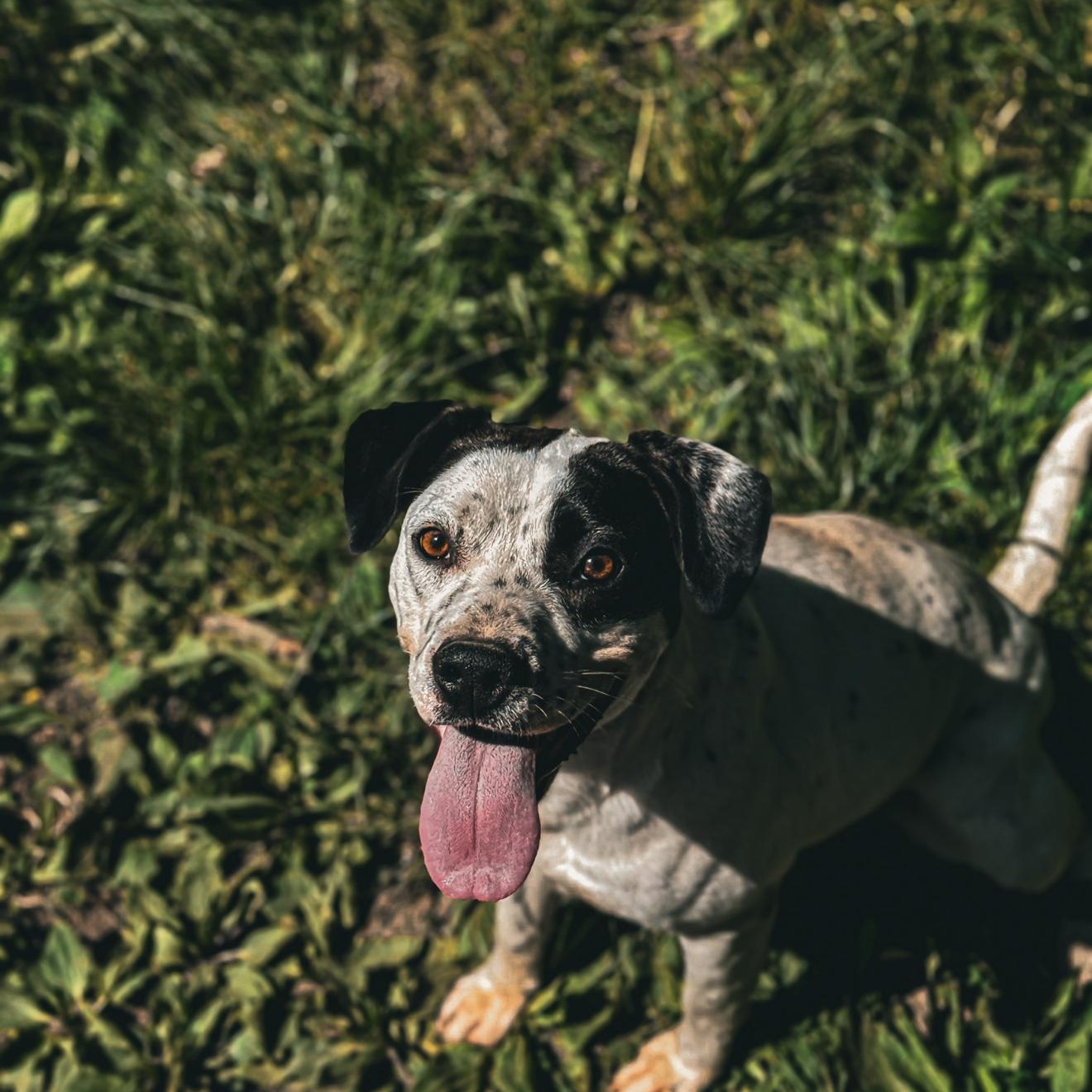 Luna, a ADOPTABLE mixed breed in Junction City, KY image 1/4