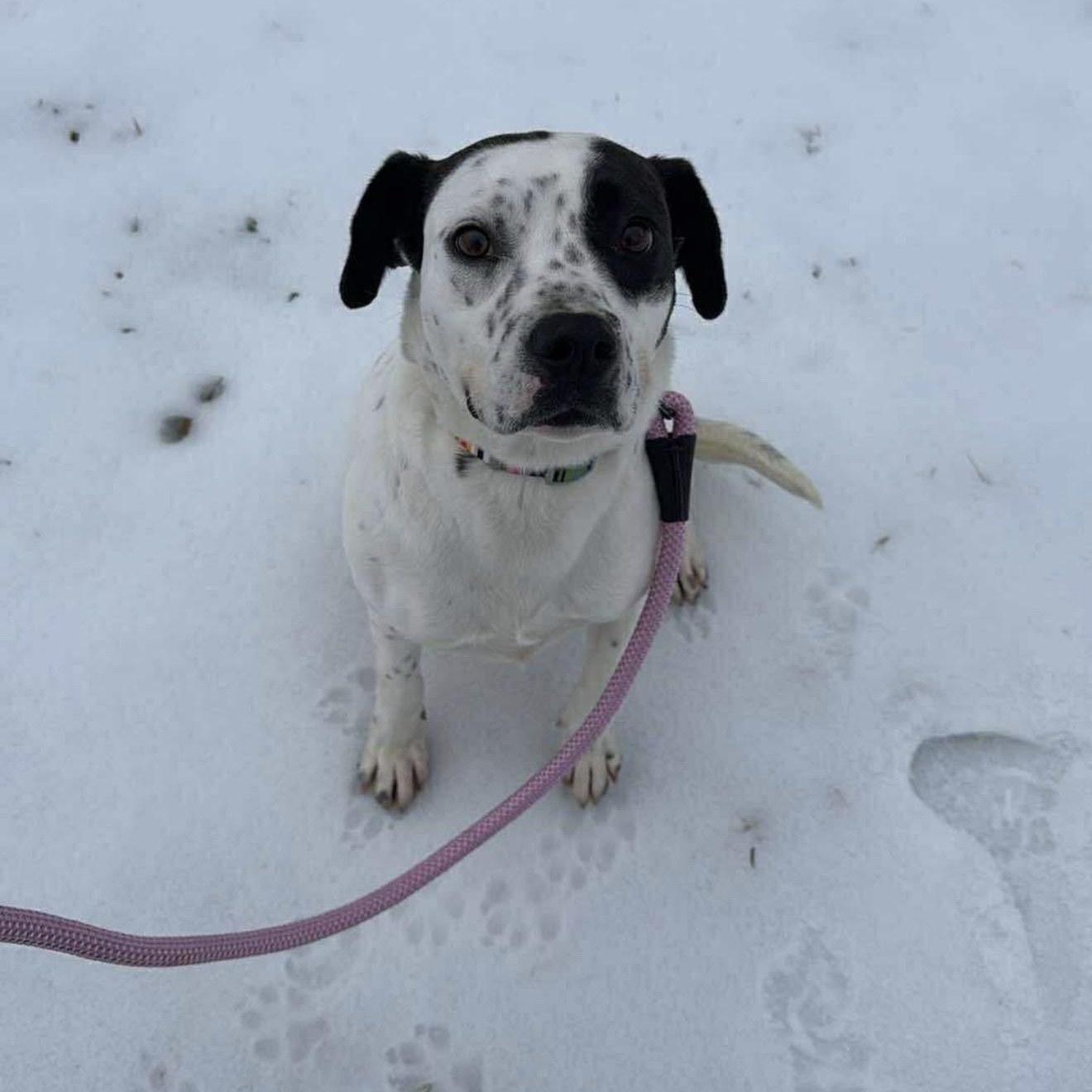 Luna, a ADOPTABLE mixed breed in Junction City, KY image 2/4