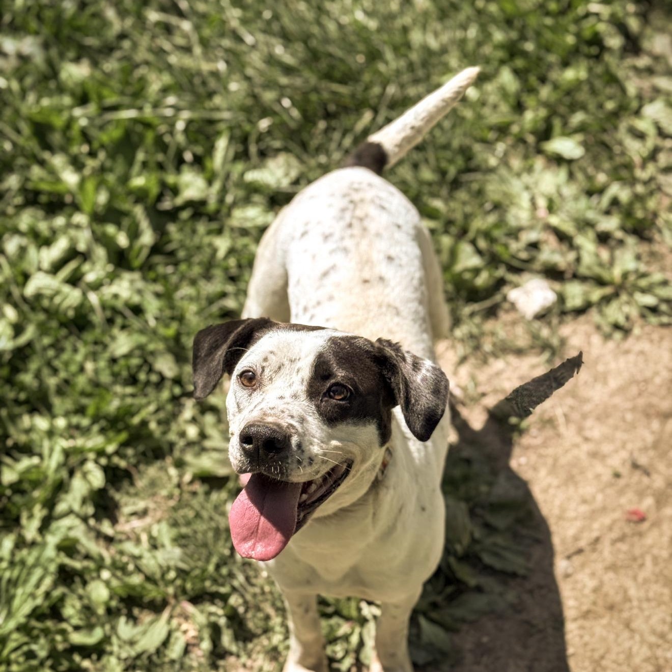 Luna, a ADOPTABLE mixed breed in Junction City, KY image 3/4