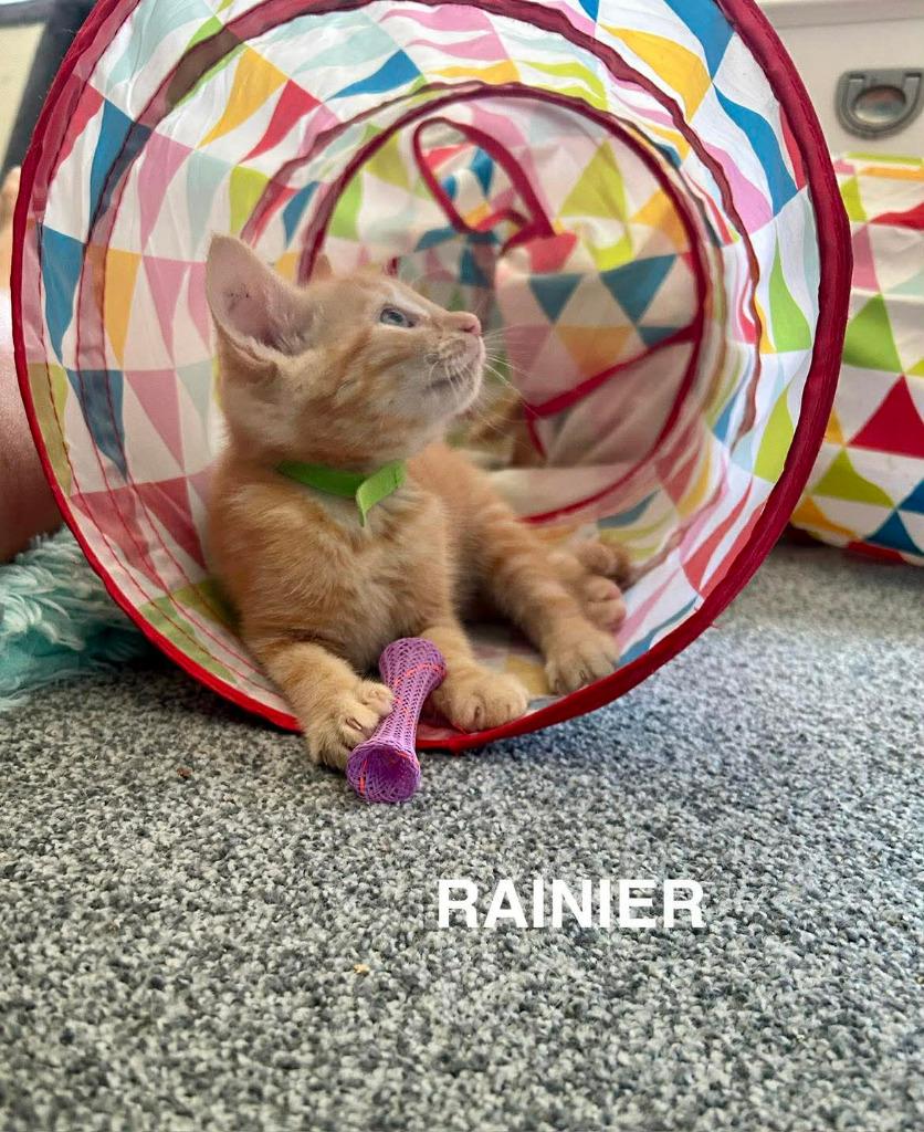 Mount Rainier National Park, Adopted, Kitten Male Domestic Short Hair.