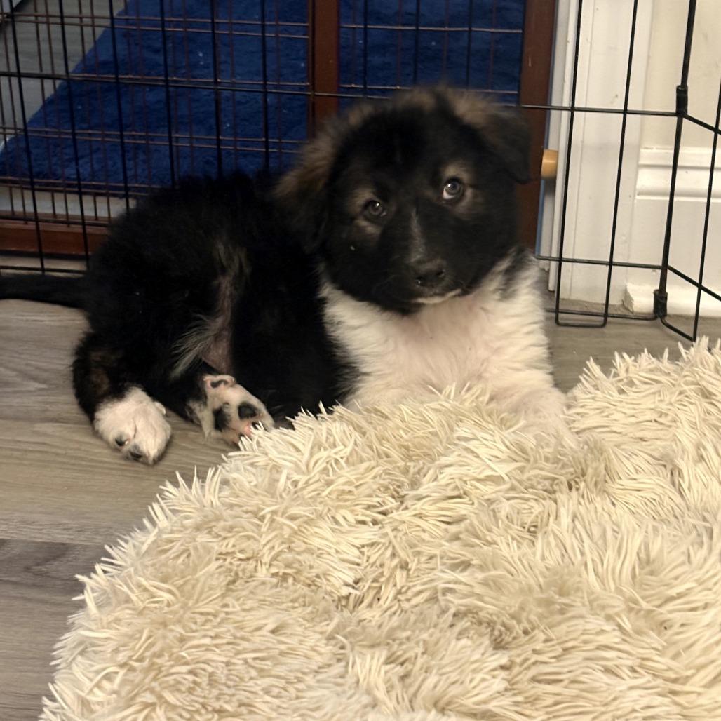Jeffrey, Adoptable, Puppy Male Great Pyrenees & Australian Shepherd.