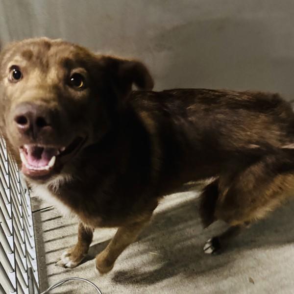 Bebe, Adoptable, Young Female Husky.