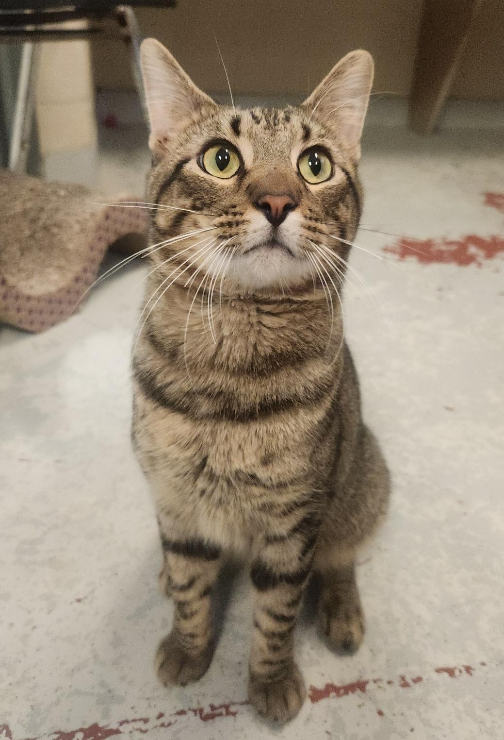 Chex, Adoptable, Adult Male Domestic Short Hair.