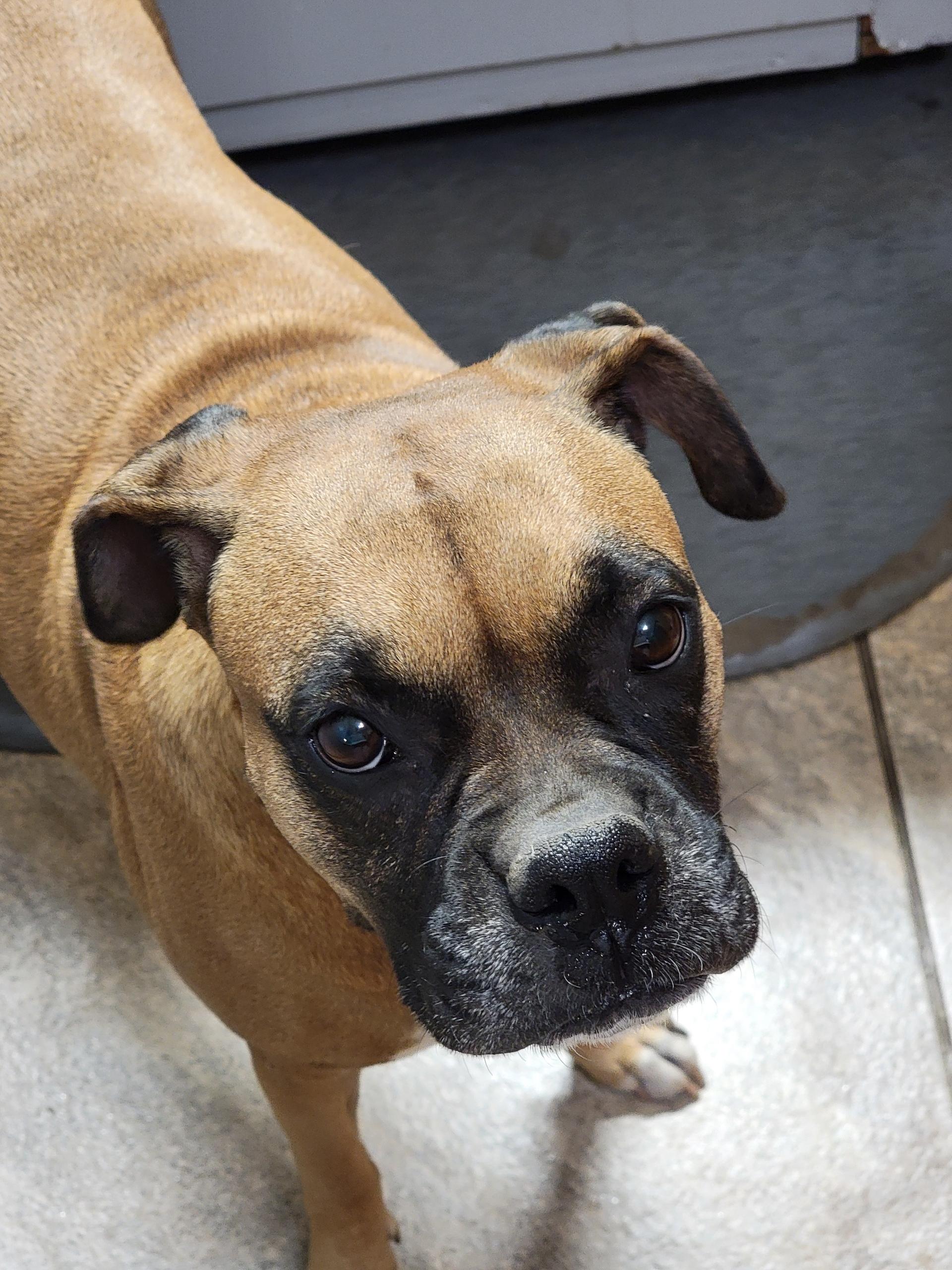 Bella, a Adoptable Boxer in Mobile, AL image 1/2