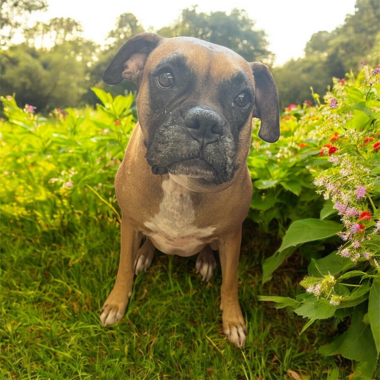 Bella