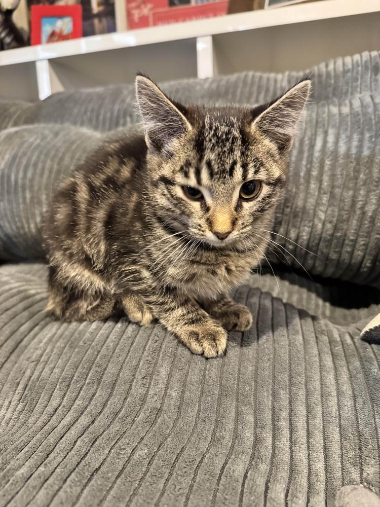 Enlarge Minx, a Adoptable Domestic Short Hair in Grand Rapids, MI image 1/6