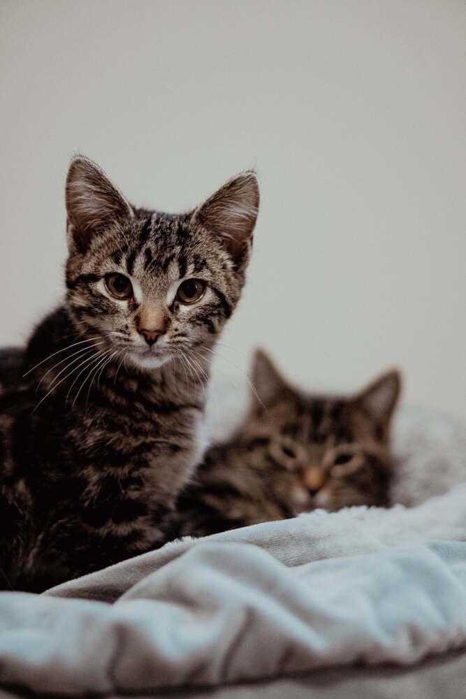 Enlarge Minx, a Adoptable Domestic Short Hair in Grand Rapids, MI image 2/6