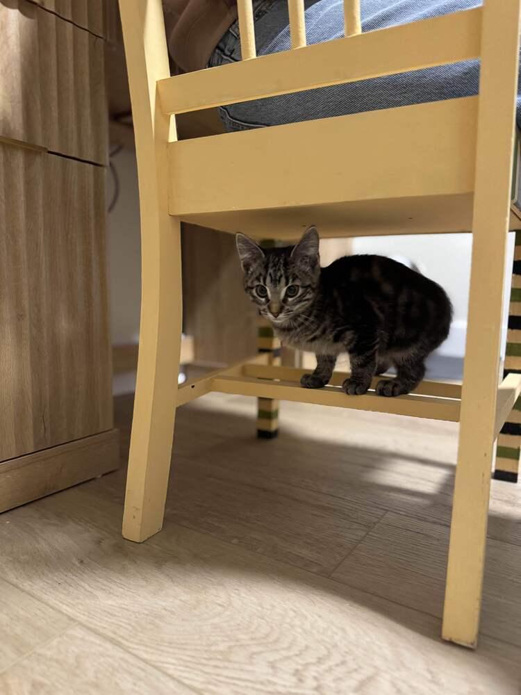 Enlarge Minx, a Adoptable Domestic Short Hair in Grand Rapids, MI image 3/6