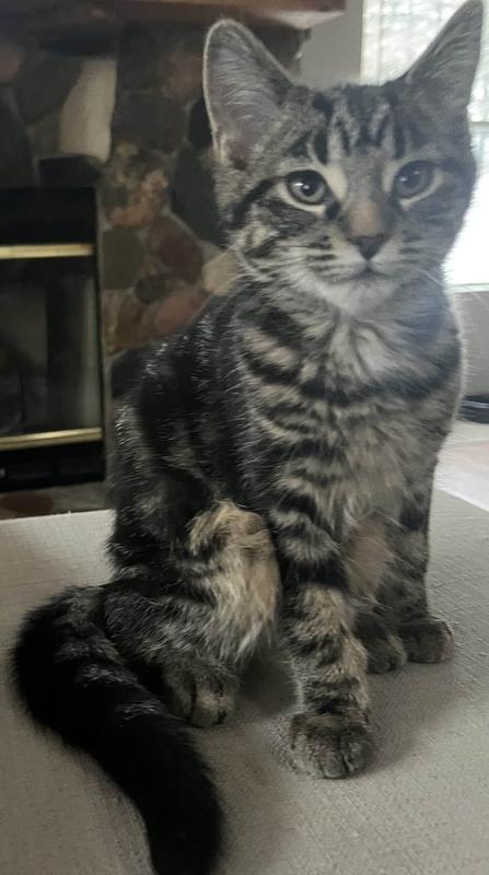 Enlarge Minx, a Adoptable Domestic Short Hair in Grand Rapids, MI image 4/6