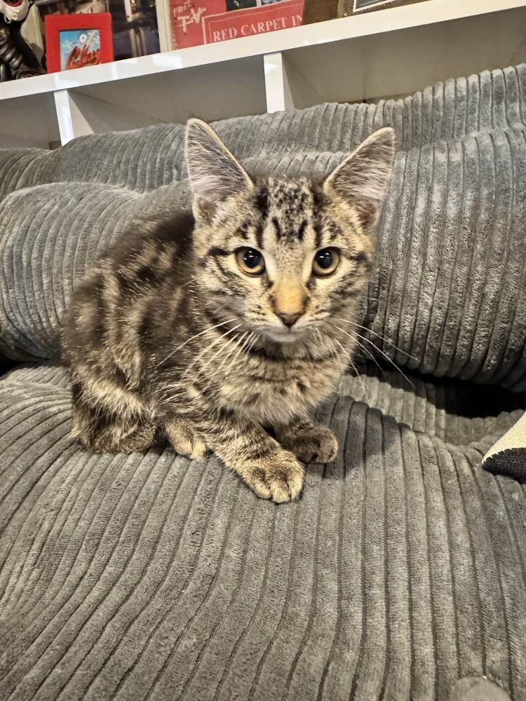 Enlarge Minx, a Adoptable Domestic Short Hair in Grand Rapids, MI image 5/6