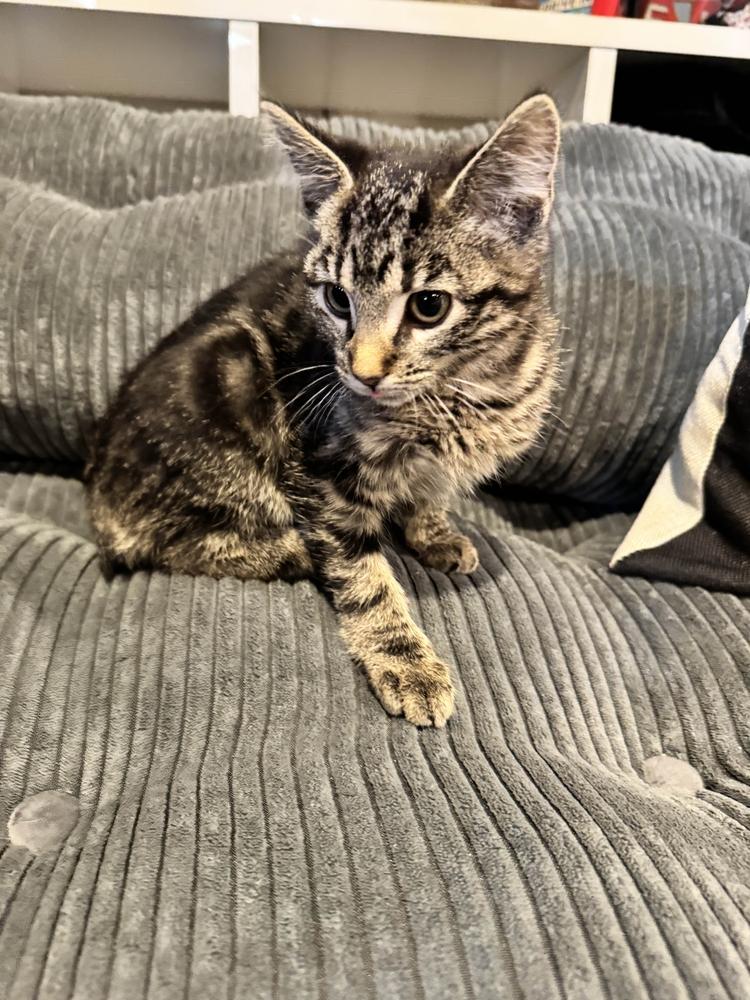 Enlarge Minx, a Adoptable Domestic Short Hair in Grand Rapids, MI image 6/6