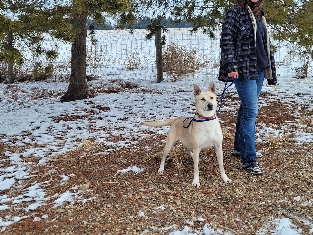 Kirby-Zing, an adoptable Collie in Lacombe, AB, T4L 1X3 | Photo Image 2