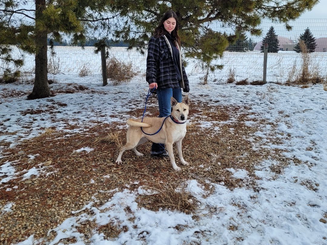 Kirby-Zing, an adoptable Collie in Lacombe, AB, T4L 1X3 | Photo Image 3